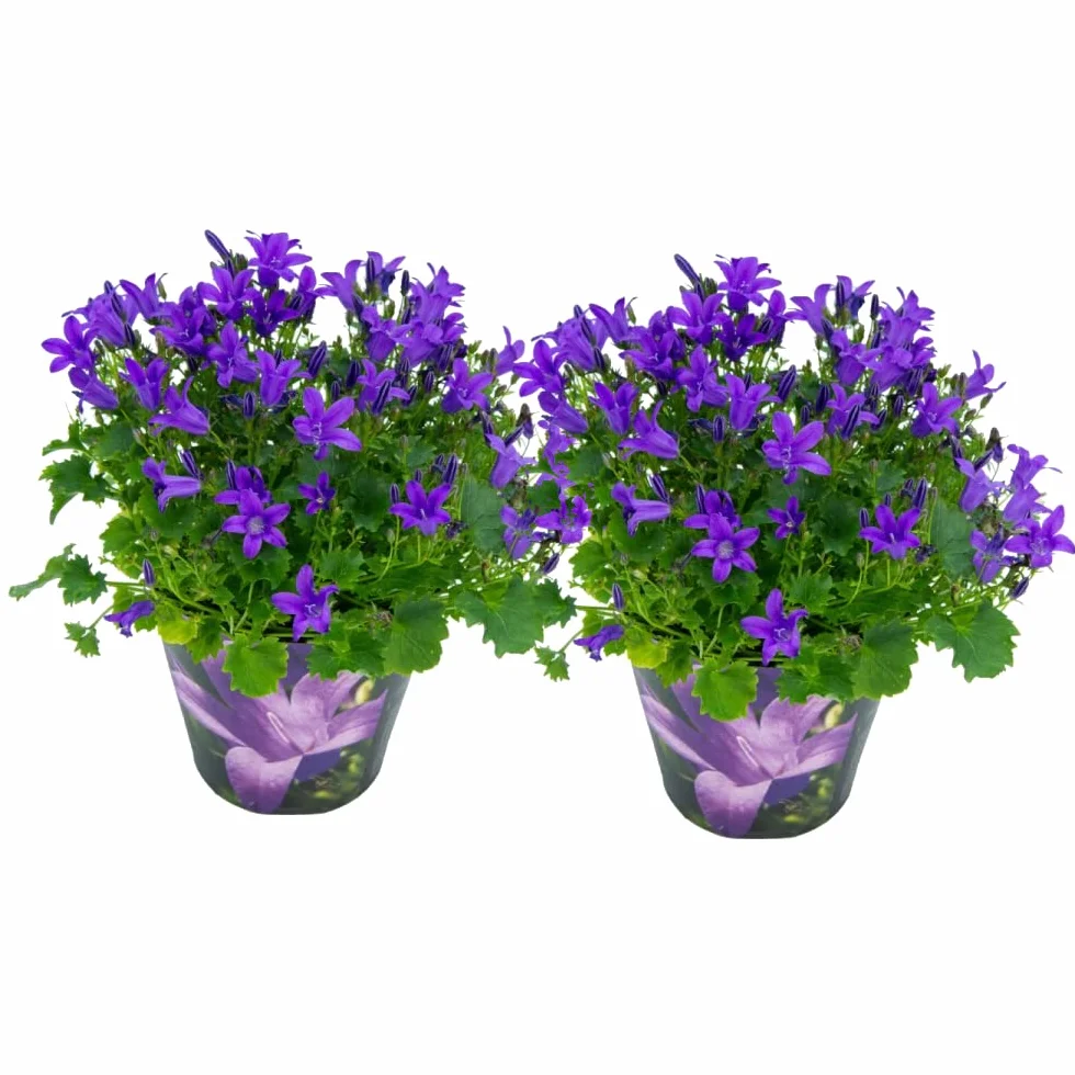 Flores Naturales de Campanilla Pack de 2 Plantas Campanulas