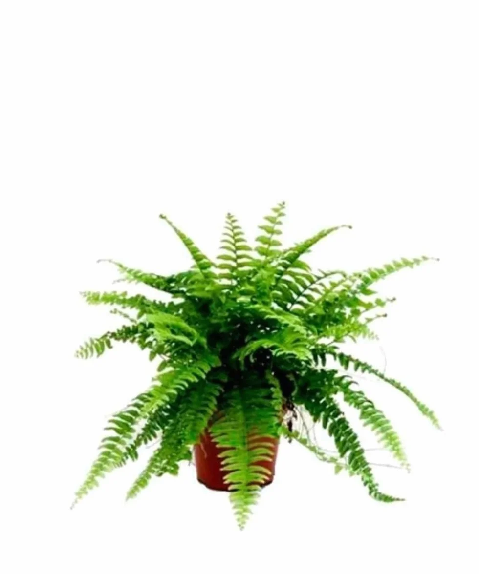 Nephrolepsis Helecho de Boston 15-20 cm planta natural frondas verdes arqueadas decoración purificación
