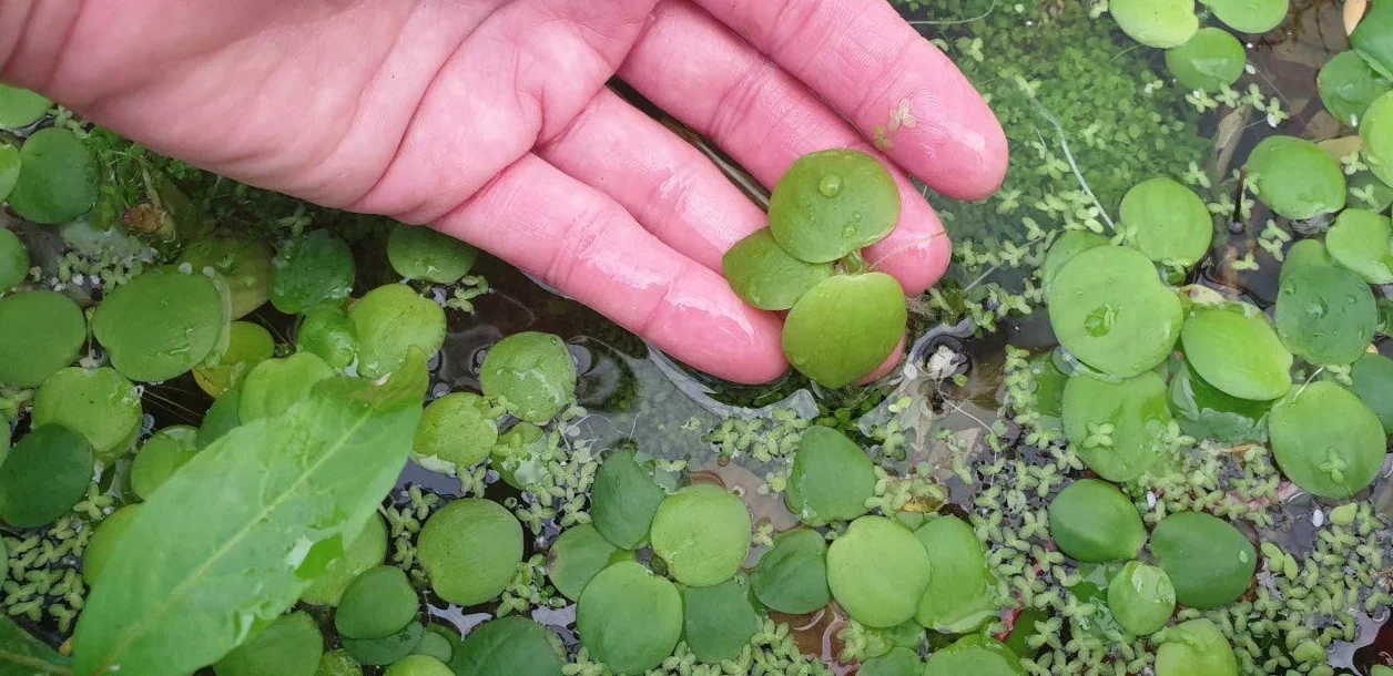 Limnobium Laevigatum 5 Plantas Flotantes Acuario Estanque