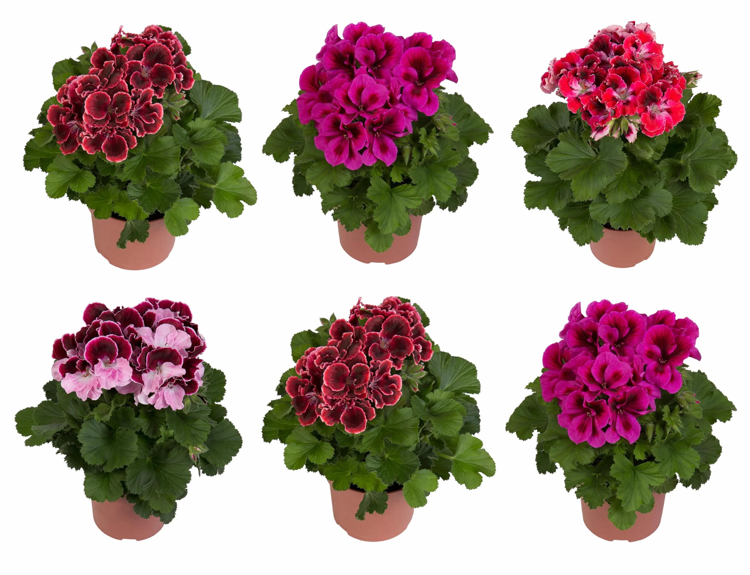 Pelargonium Geranios Naturales Plantas de Exterior