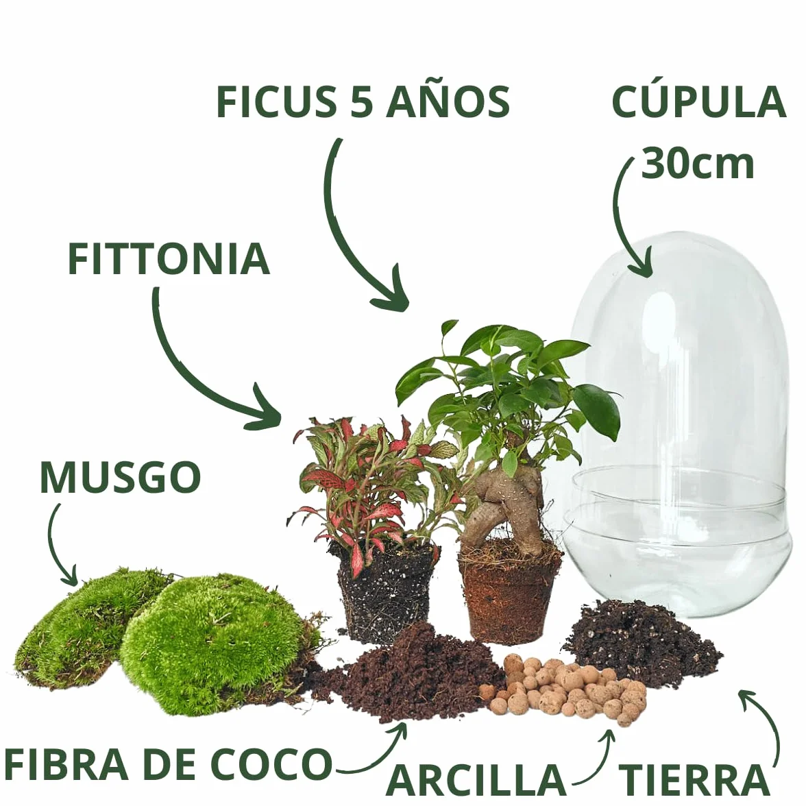 Kit Terrario Plantas Cristal Ficus Ginseng Fittonia Jardín Eterno Ecosistema Cerrado Mediano