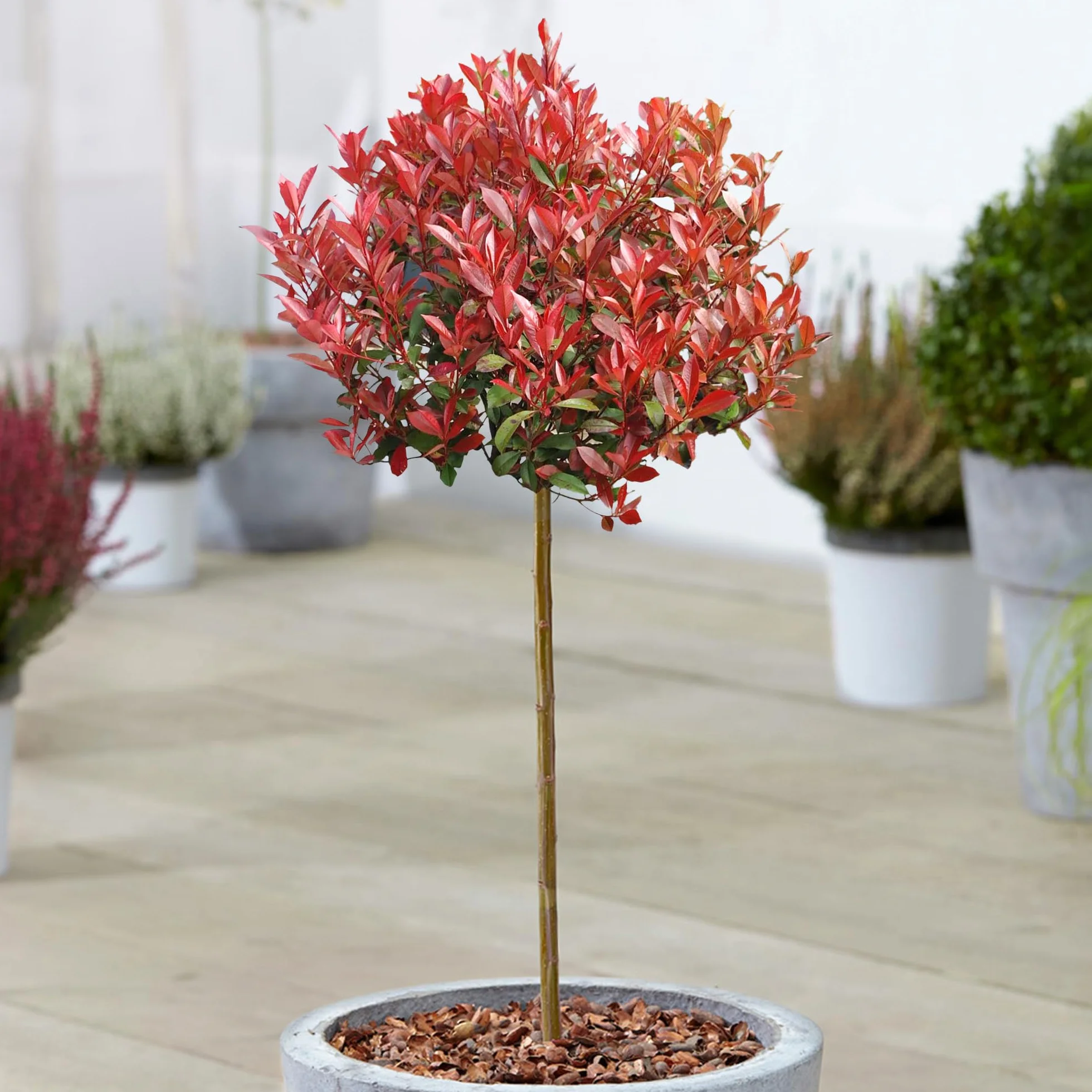 Photinia Carre Rouge Árboles Ornamentales en Maceta para Jardines