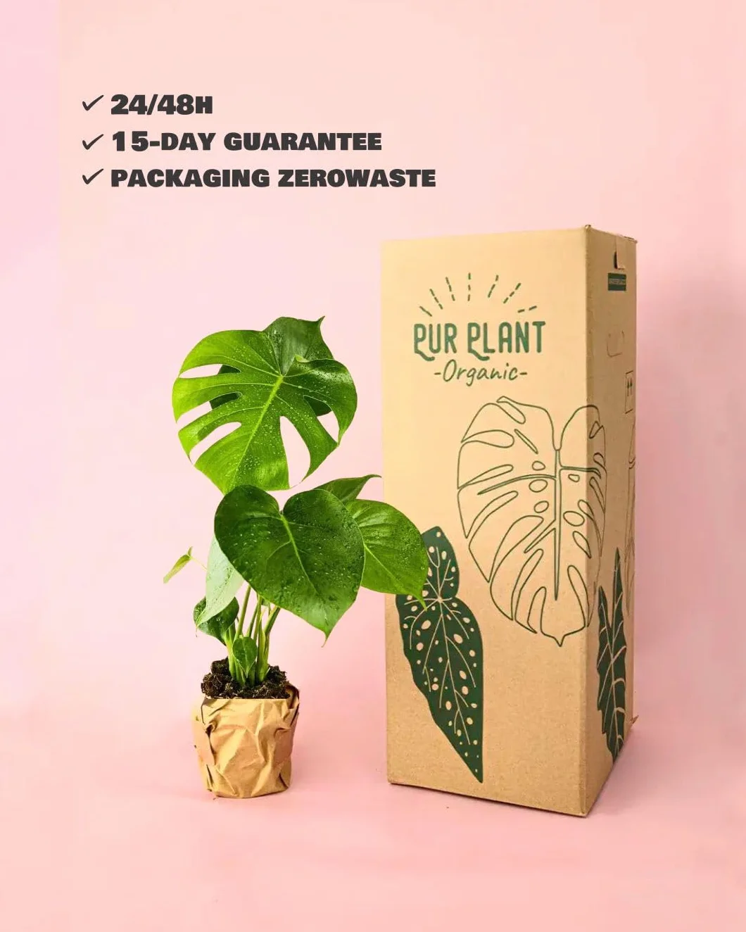 Monstera deliciosa Planta natural interior Maceta Ø12 cm Costilla de Adán