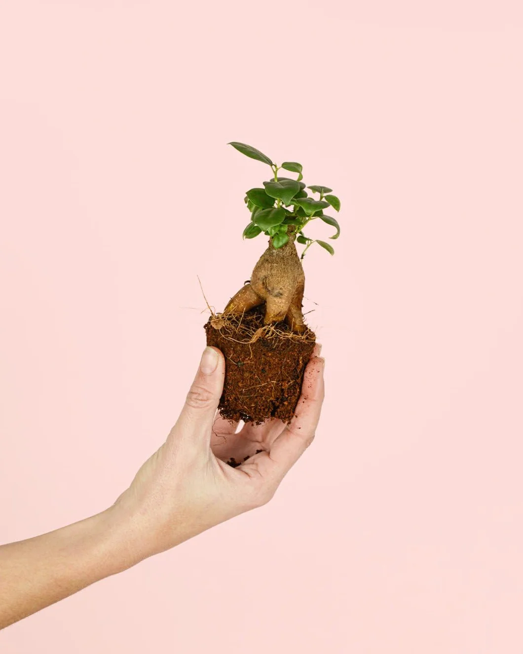 Ficus Microcarpa Mini Bonsái Natural Planta Tropical Maceta Ø6 cm