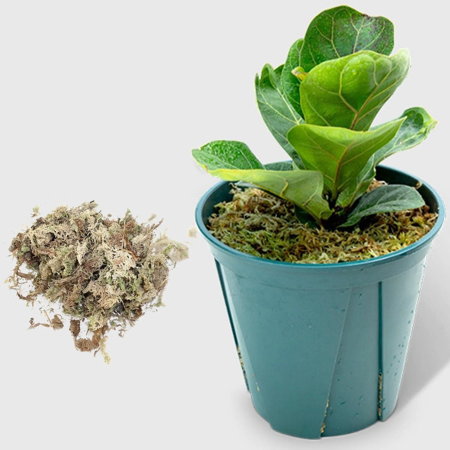 Musgo Sphagnum Seco Natural Sustrato Cultivo sin Suelo para Orquídea Phalaenopsis 12L