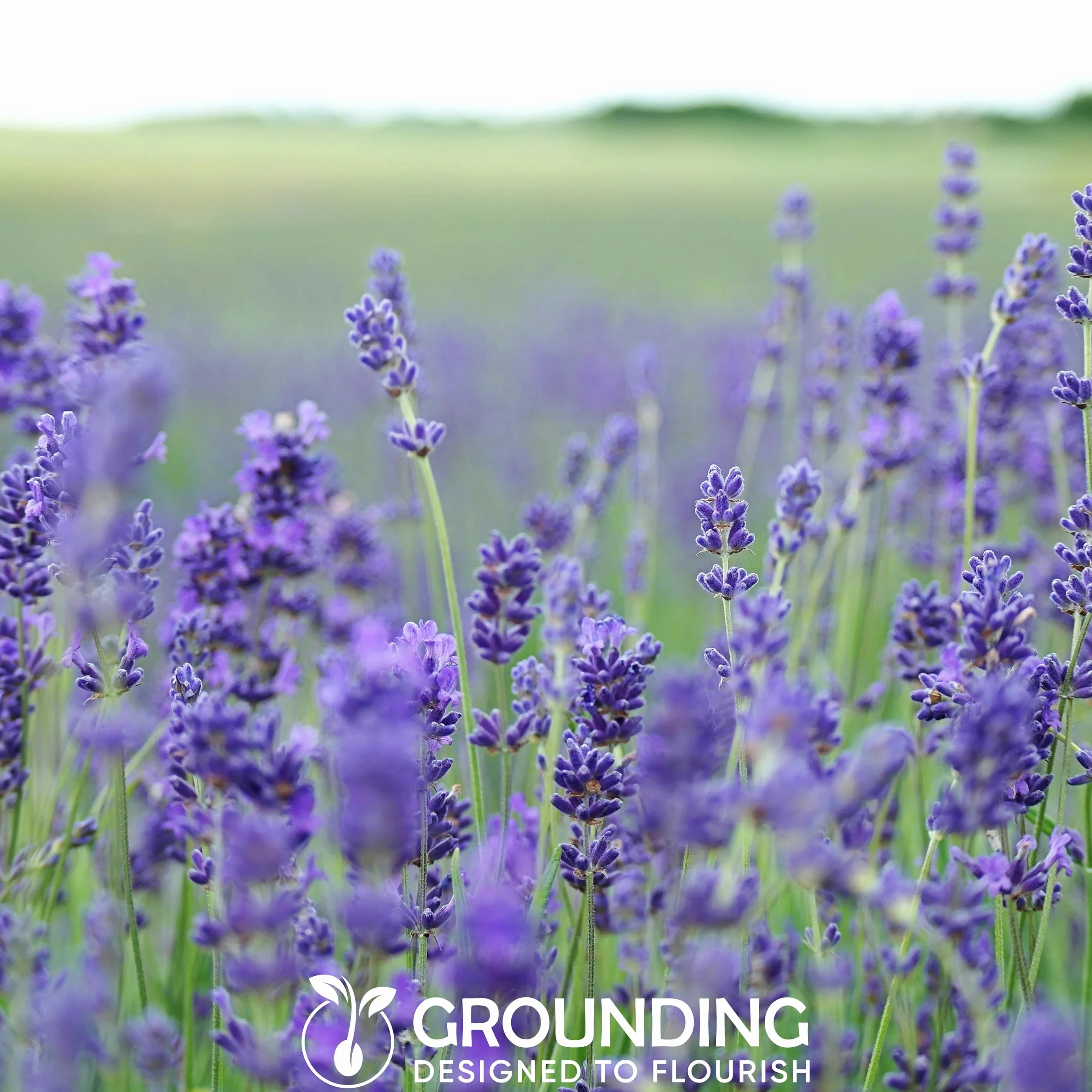Semillas de Lavanda Lavandula angustifolia 3000 semillas Aroma intenso flores violetas para jardín y macetas Calidad Europea