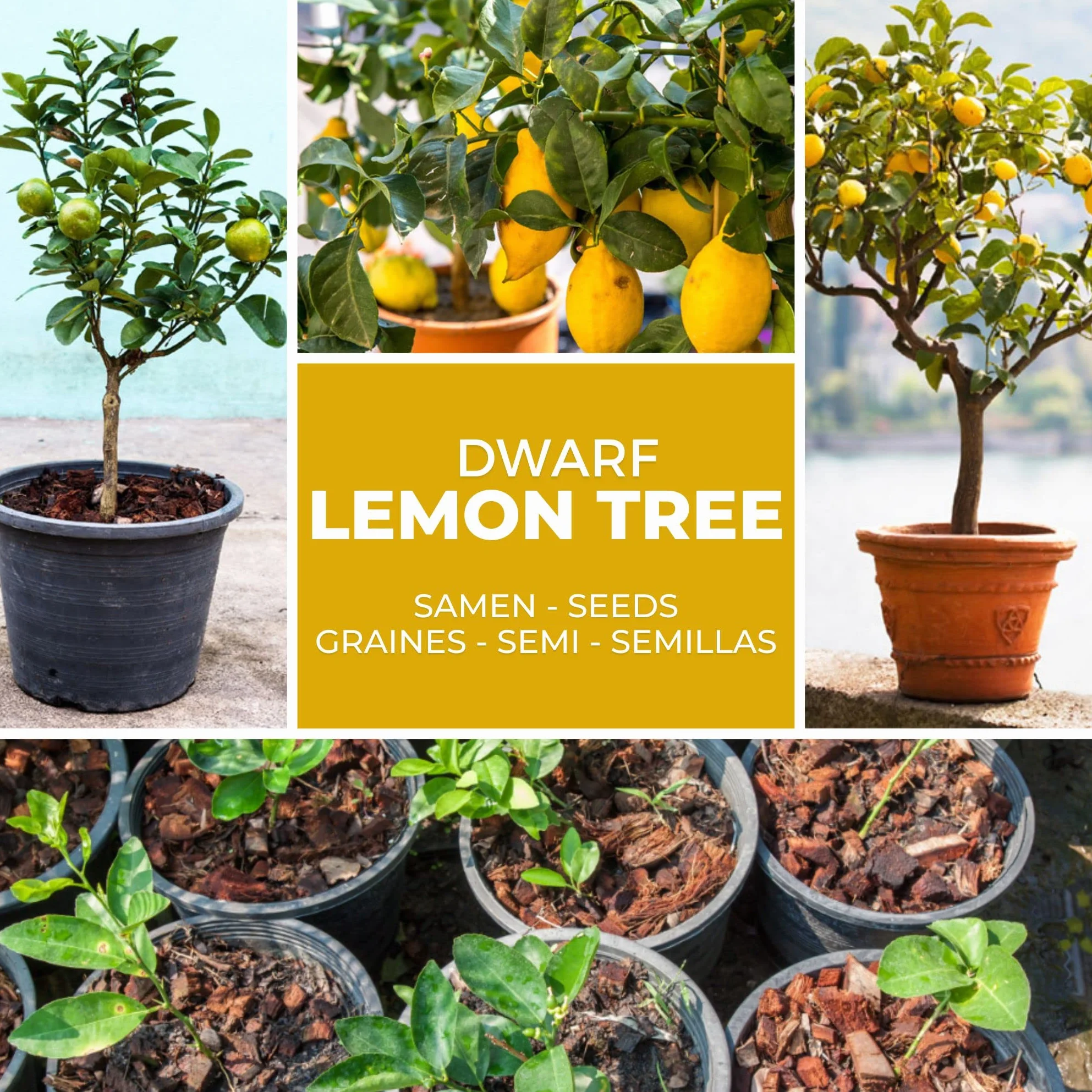 Semillas Limonero Mini 10 Uds Bonsái Planta Interior Perenne Maceta