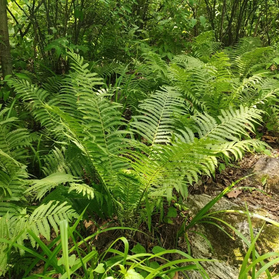 Helecho avestruz Minijardín orgánico semillas helecho sostenibles decoraciones jardín resistentes 200 semillas