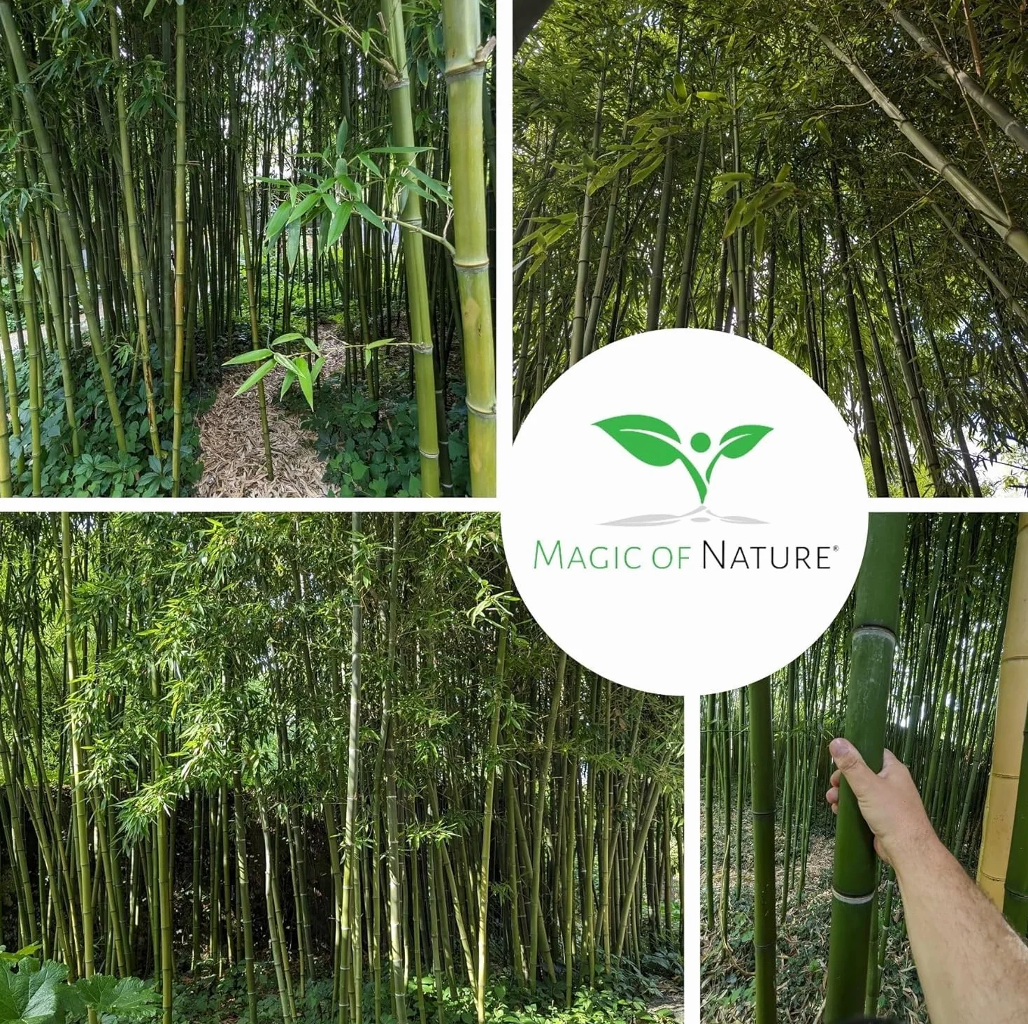 Semillas de Bambú Gigante Magic of Nature (60 uds.) Crecimiento Rápido para Jardín