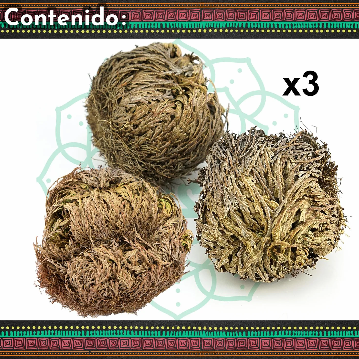 Rosa de Jericó Grande 3-4 Pulgadas, Planta Mística de Resurrección para Decoración y Meditación