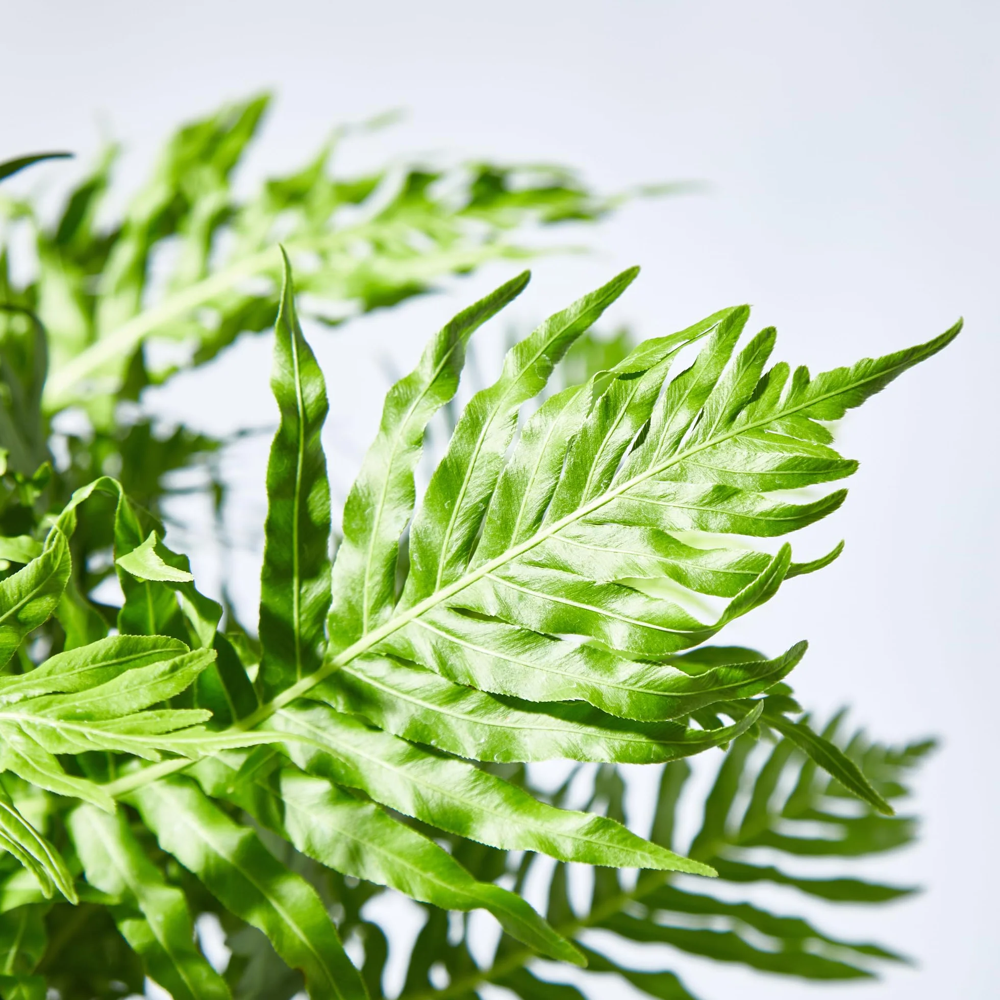 Verdecora Helecho Exterior maceta 3L Hojas Frondosas