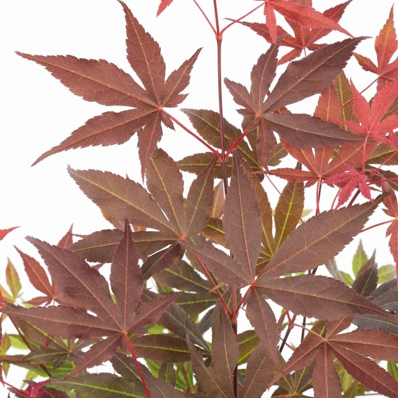 Bloomique Acer palmatum Atropurpureum Arce japonés Hoja variegada Plantas de jardín Resistente al frío Altura 20-30 cm Maceta 10,5 cm