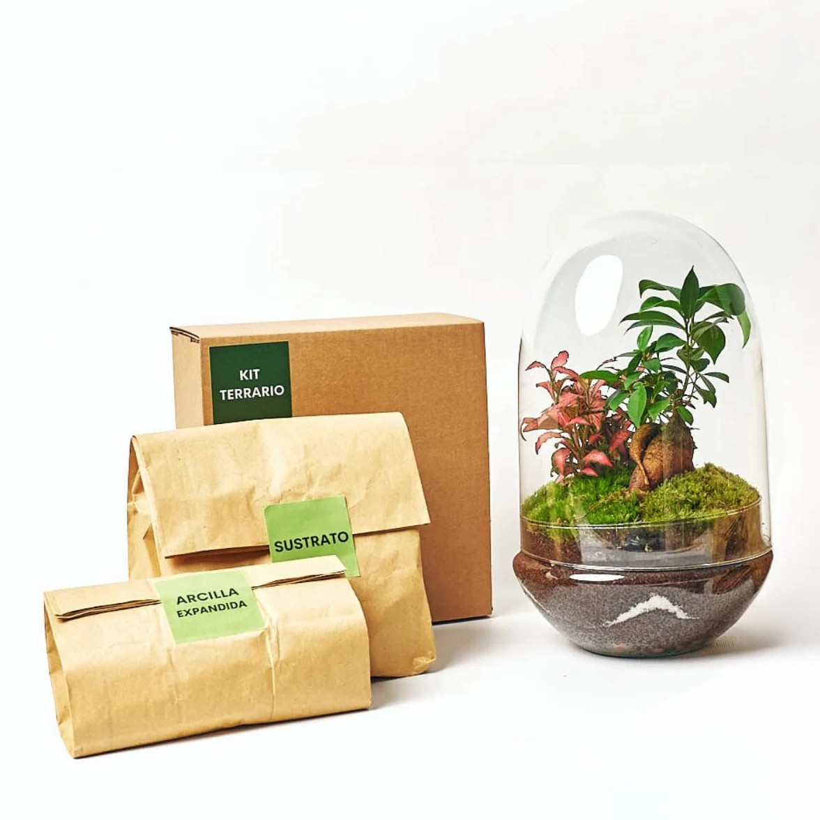 Kit Terrario Plantas Cristal Ficus Ginseng Fittonia Jardín Eterno Ecosistema Cerrado Mediano