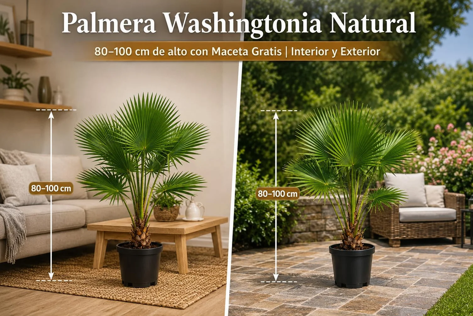 Palmera Washingtonia Natural 80–100 cm con Maceta Gratis Interior Exterior