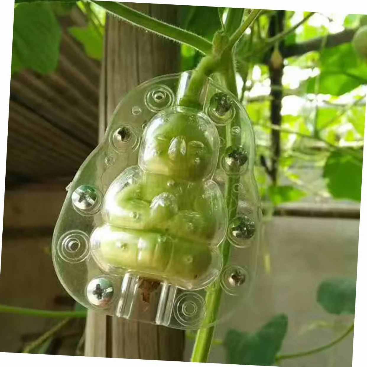 BESPORTBLE 5 piezas Moldes Transparentes Para Frutas Ginseng Jardinería Verduras