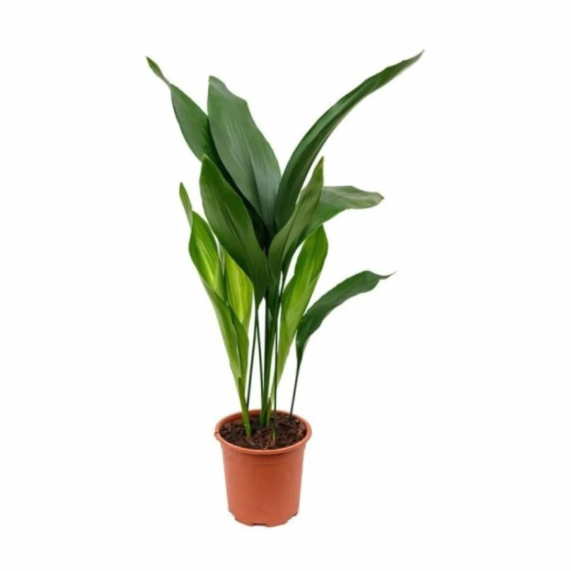 Verdecora Aspidistra Eliator Lurida Roślina Zielona Naturalna Wnętrze Doniczka Ø17cm 80cm