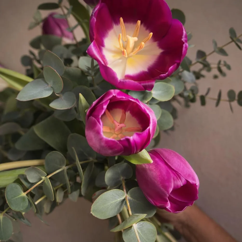 Ramo de Tulipanes Naturales 10 Tulipanes Eucalipto Violeta
