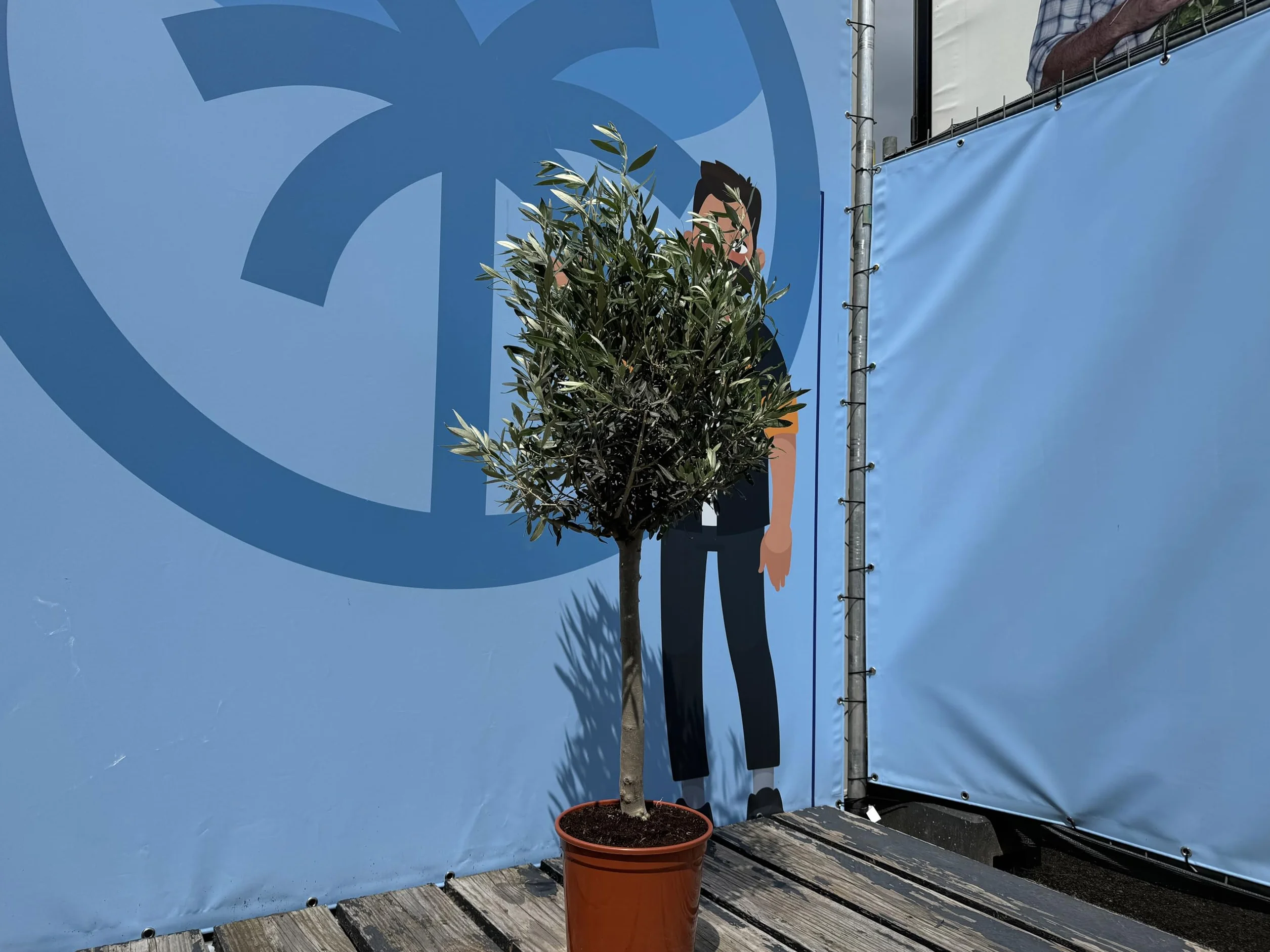 Olea Europea Olivo Lechín 100cm Roślina Odporna na Mróz i Suszę