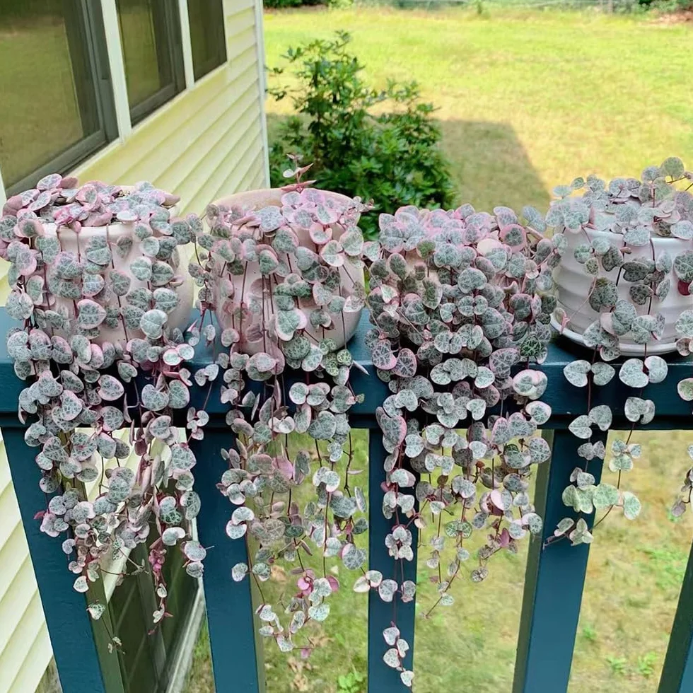 Ceropegia Woodii Semillas 30 Piezas - Suculentas Plantas Reales para Jardín Exterior
