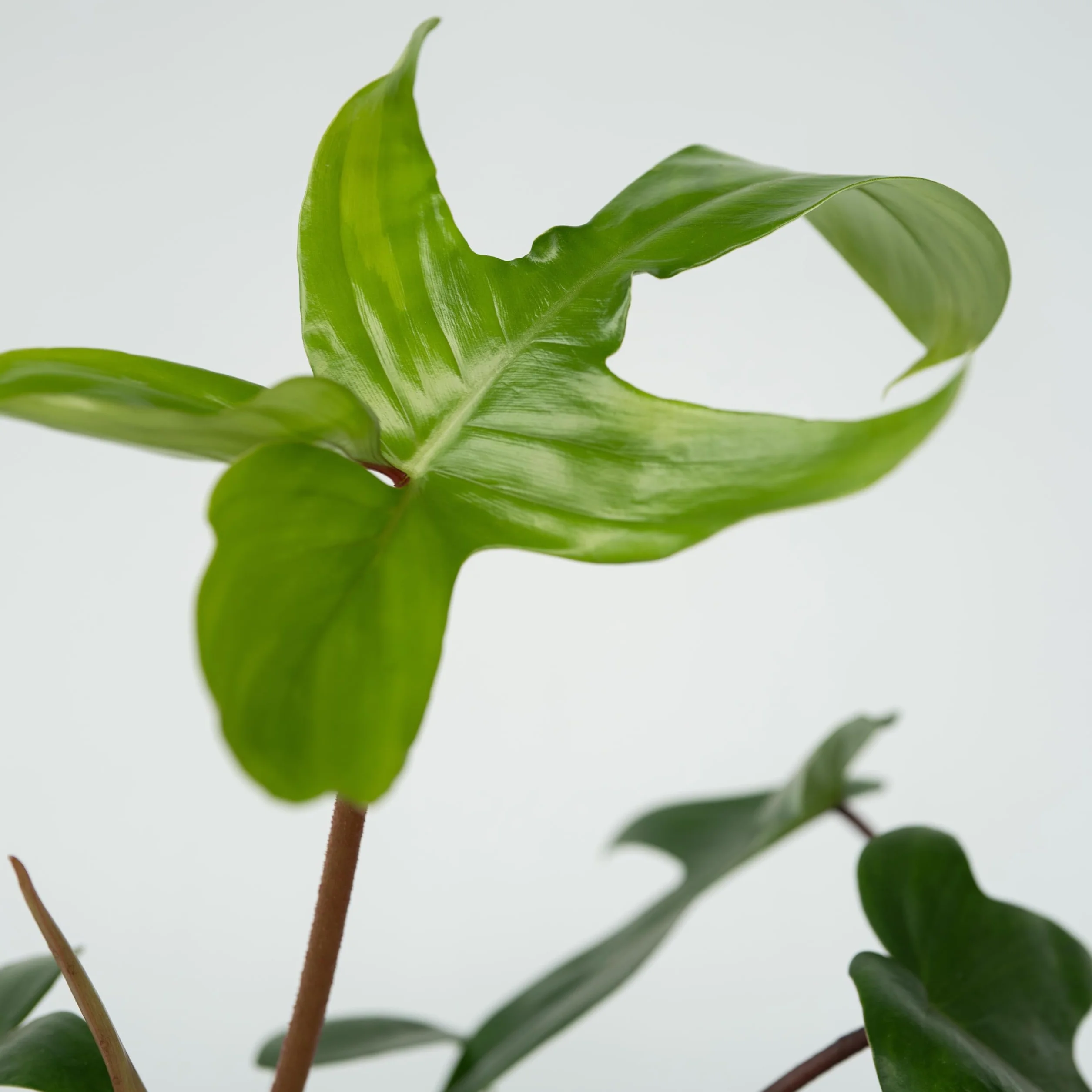 Philodendron Florida Green Planta Interior Purificadora Aire Maceta 12cm Altura 20-30cm