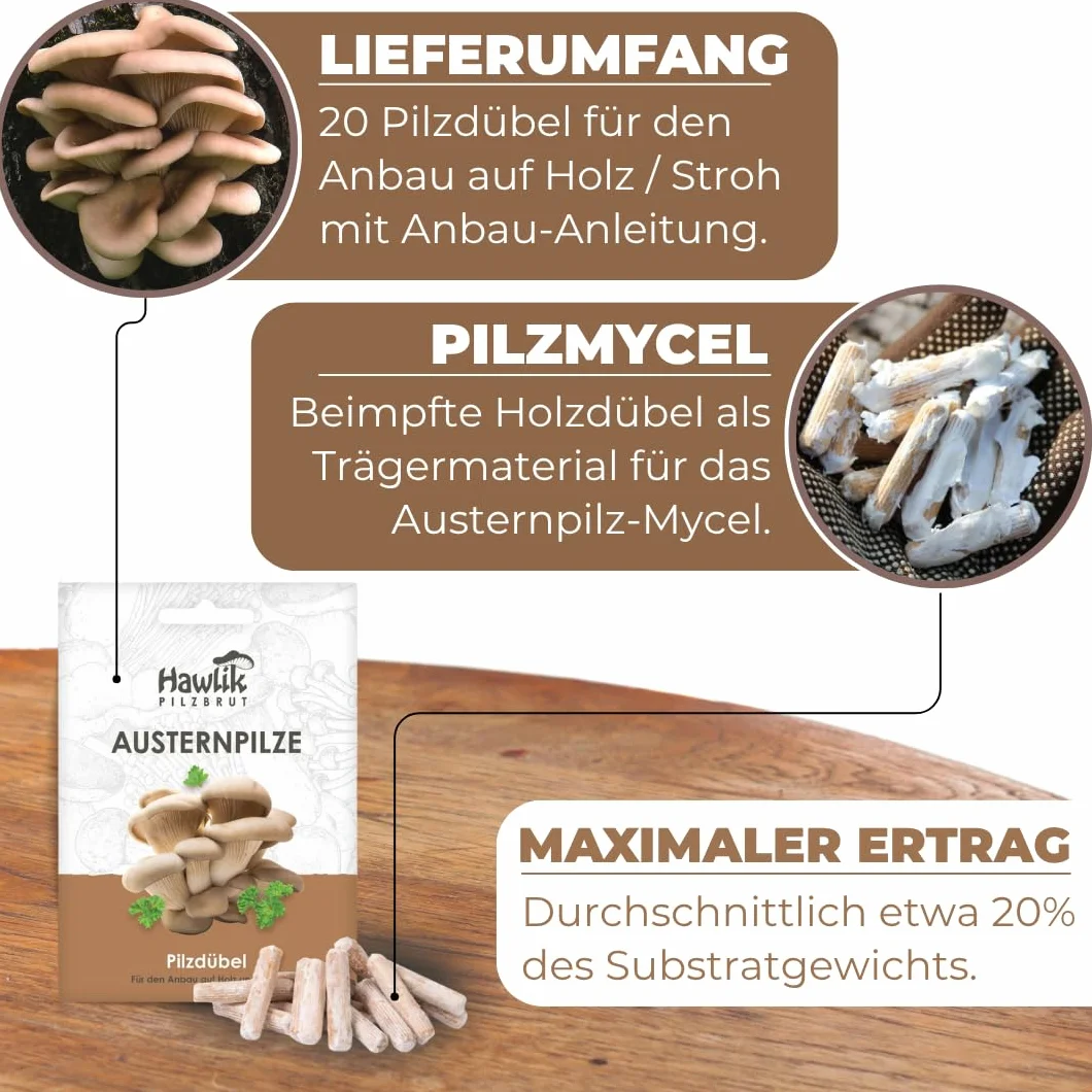Hawlik Pilzbrut I setas de ostra para cultivar usted mismo - 20 espigas con micelios de champiñon