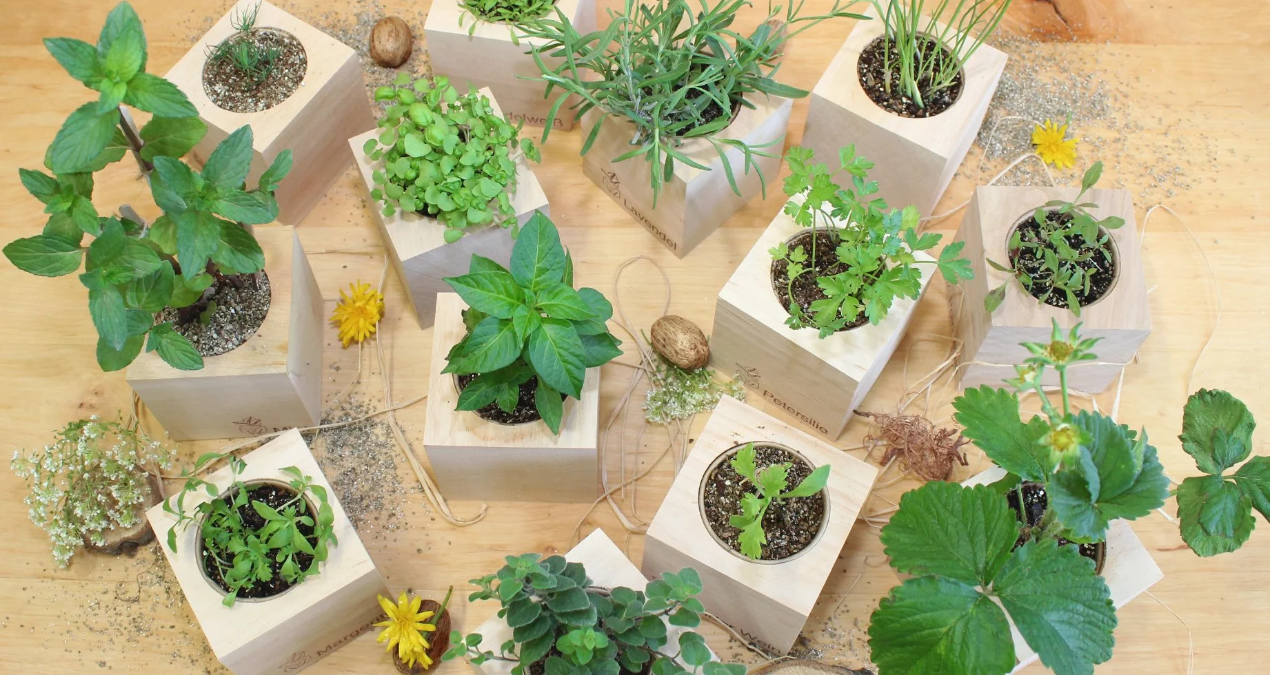 Feel Green Celebrations Ecocube Semillas ecológicas Cubo de Madera Grabado láser Zeit Um Einmal Danke zu Sagen Set de Cultivo Fabricado en Austria