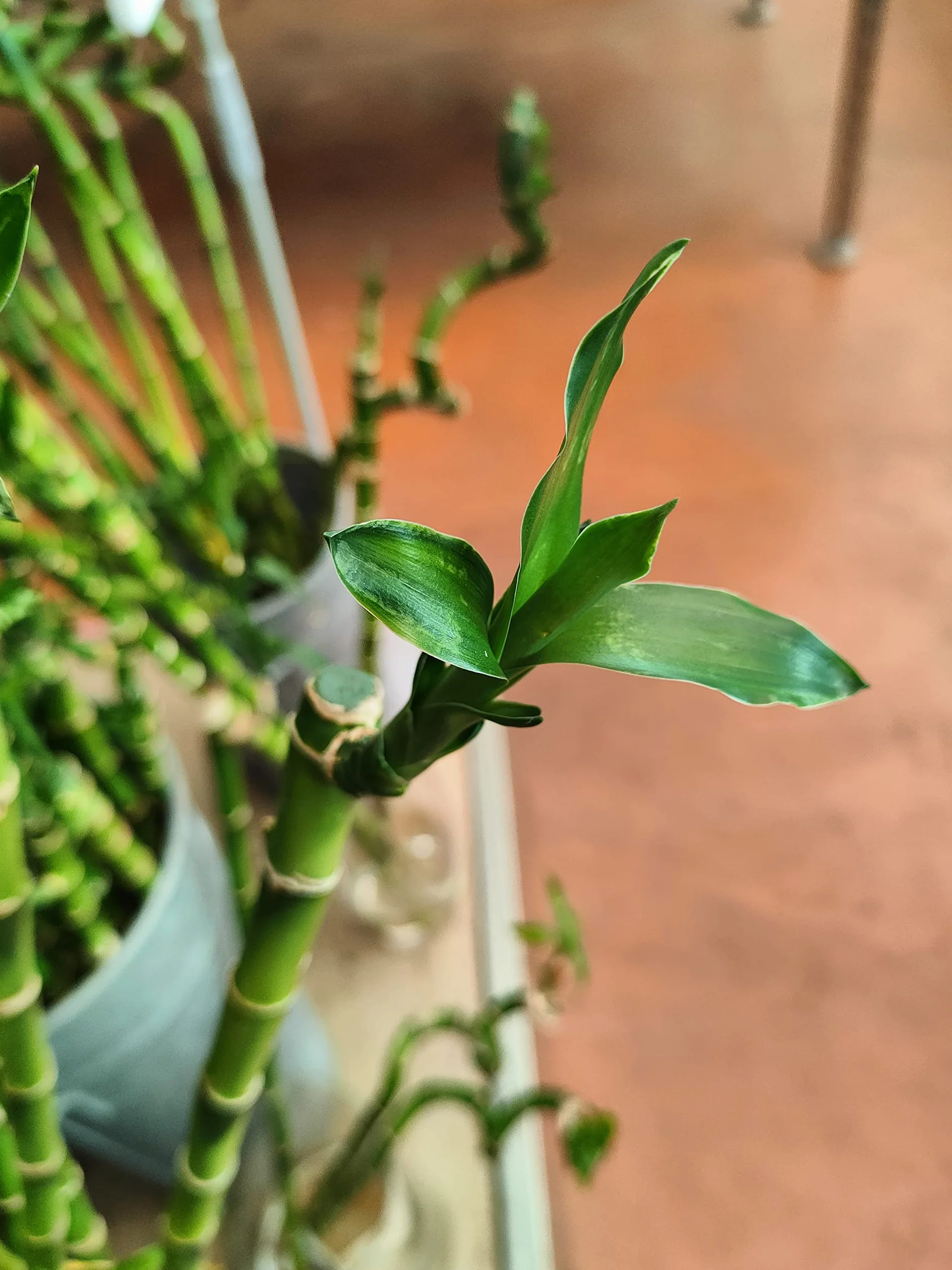 Lucky Bamboo Bambú de la suerte Planta natural interior Recto 30cm