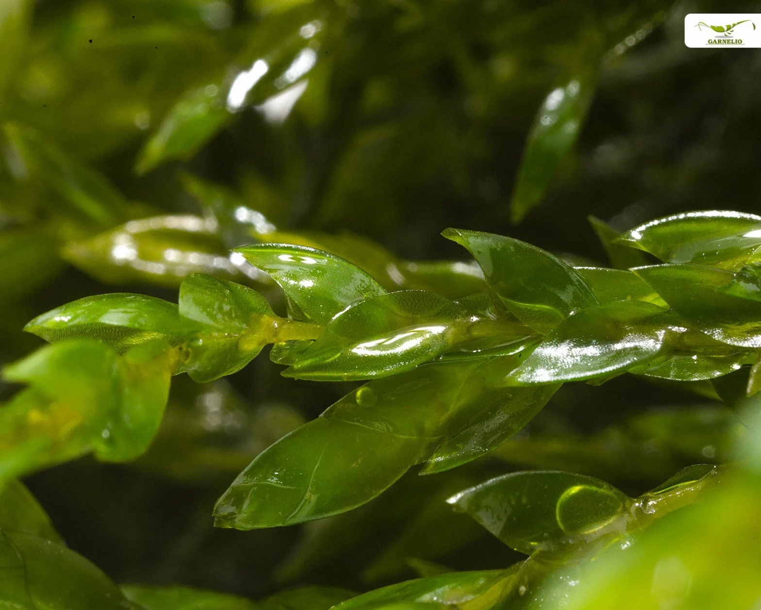 Fontinalis antipyretica Musgo de estanque y acuario verde perenne resistente al invierno