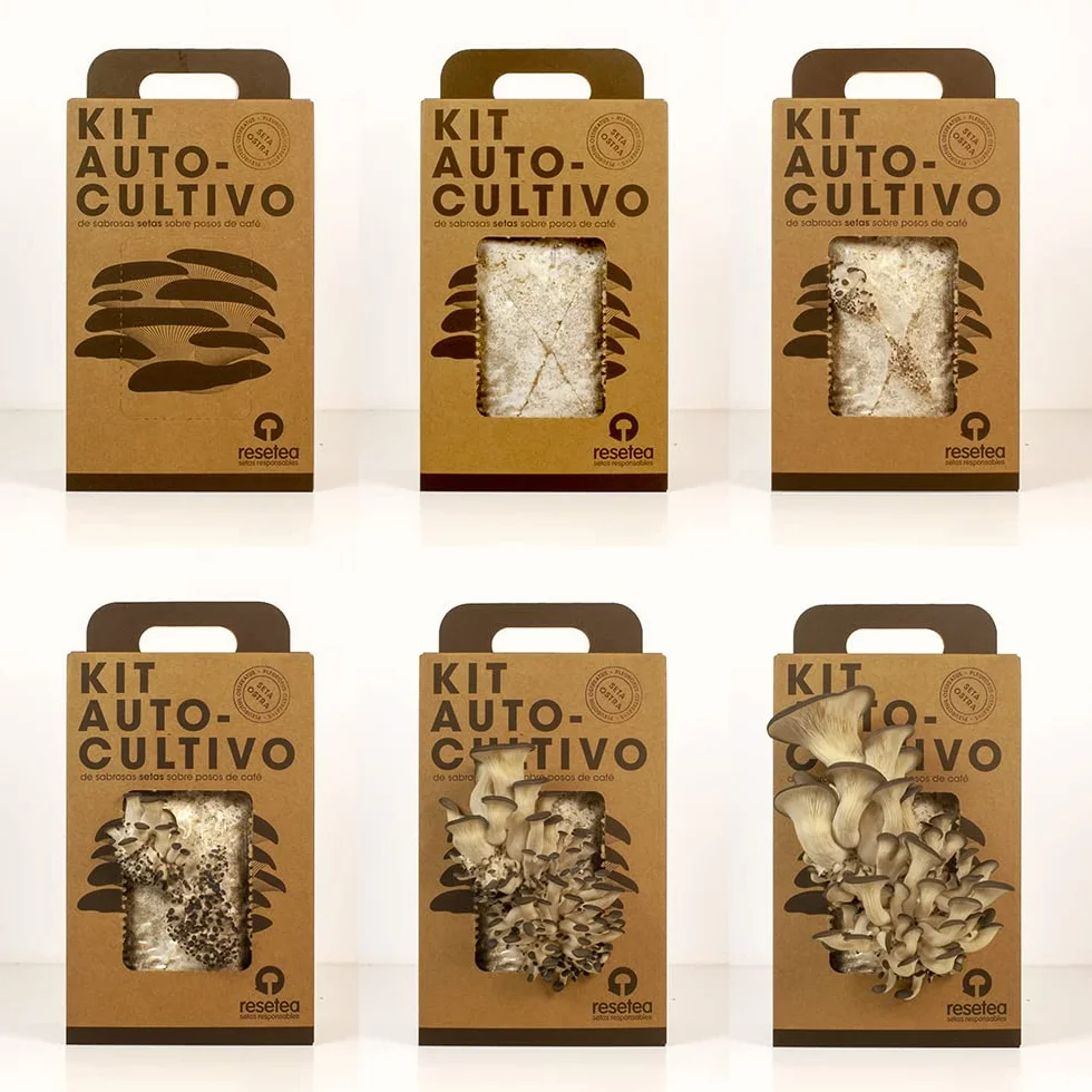 Kit Cultivo de Setas Ostra Gourmet Listas en 15 Días Cultiva Tus Propias Setas Frescas