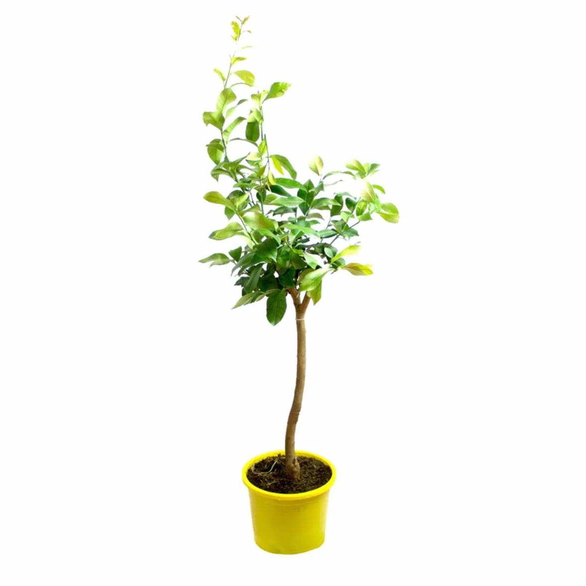 Verdecora Limonero 4 Estaciones Eureka Árbol Cítrico Maceta 5L Planta Natural Exterior