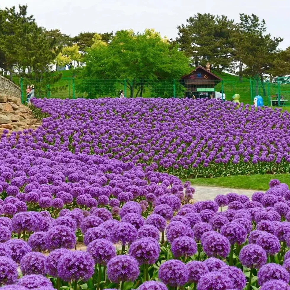 Bulbos de Allium giganteum ornamentales resistentes perennes 10 piezas