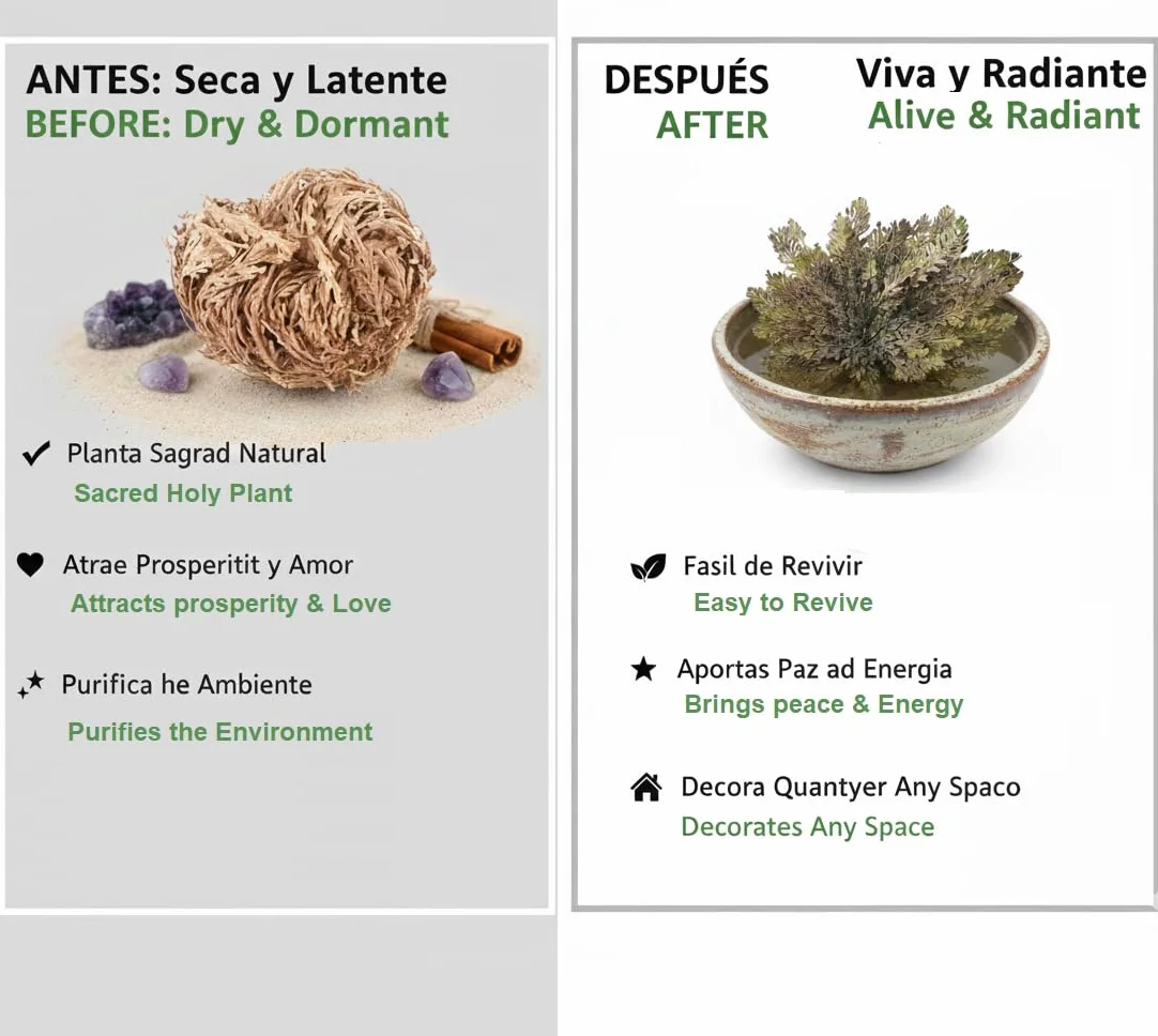 Rosa de Jericó Grande INKANAT - Planta de la Resurrección
