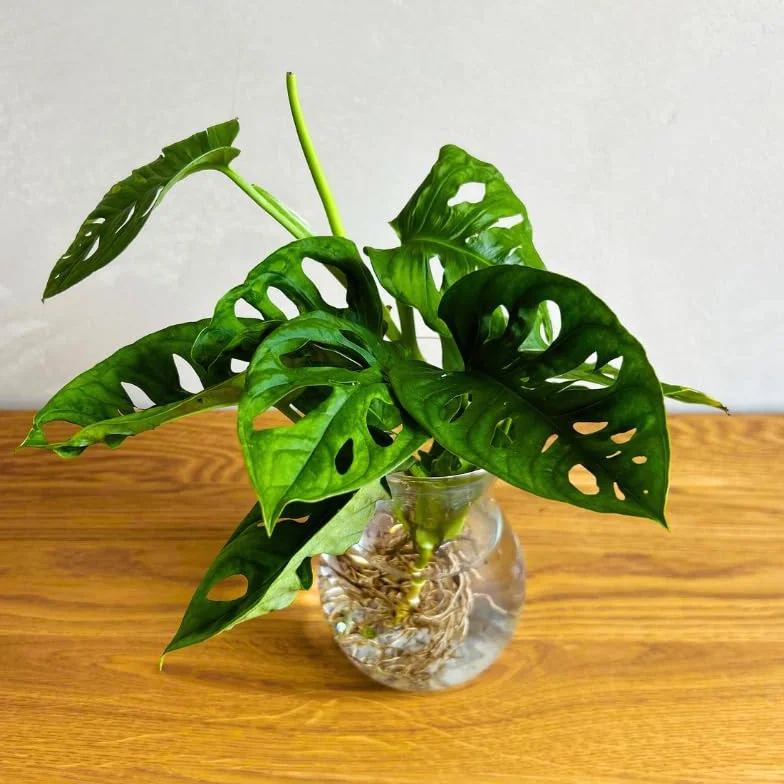 Monstera Hidroponia Estación de Propagación de Plantas en Agua