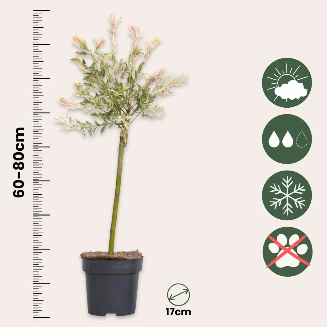Salix integra Flamingo Set de 2 Planta de Jardín Sauce Arlequín Maceta 17cm Altura 60-80cm