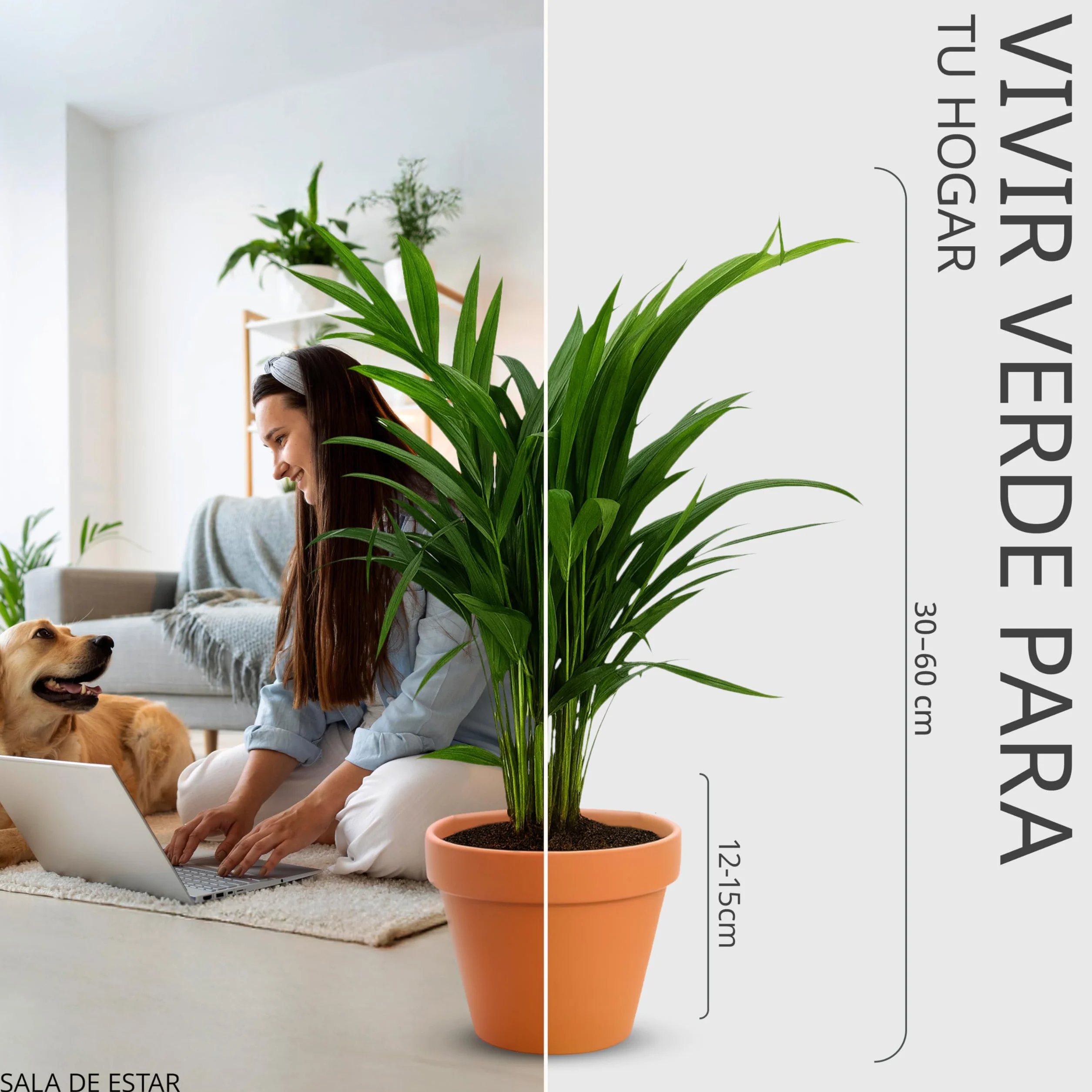 Zestaw 5 Roślin Przyjaznych Zwierzętom 30-60 cm, Palmy Salonowe, Areka, Drzewko Pieniężne, Kalatea