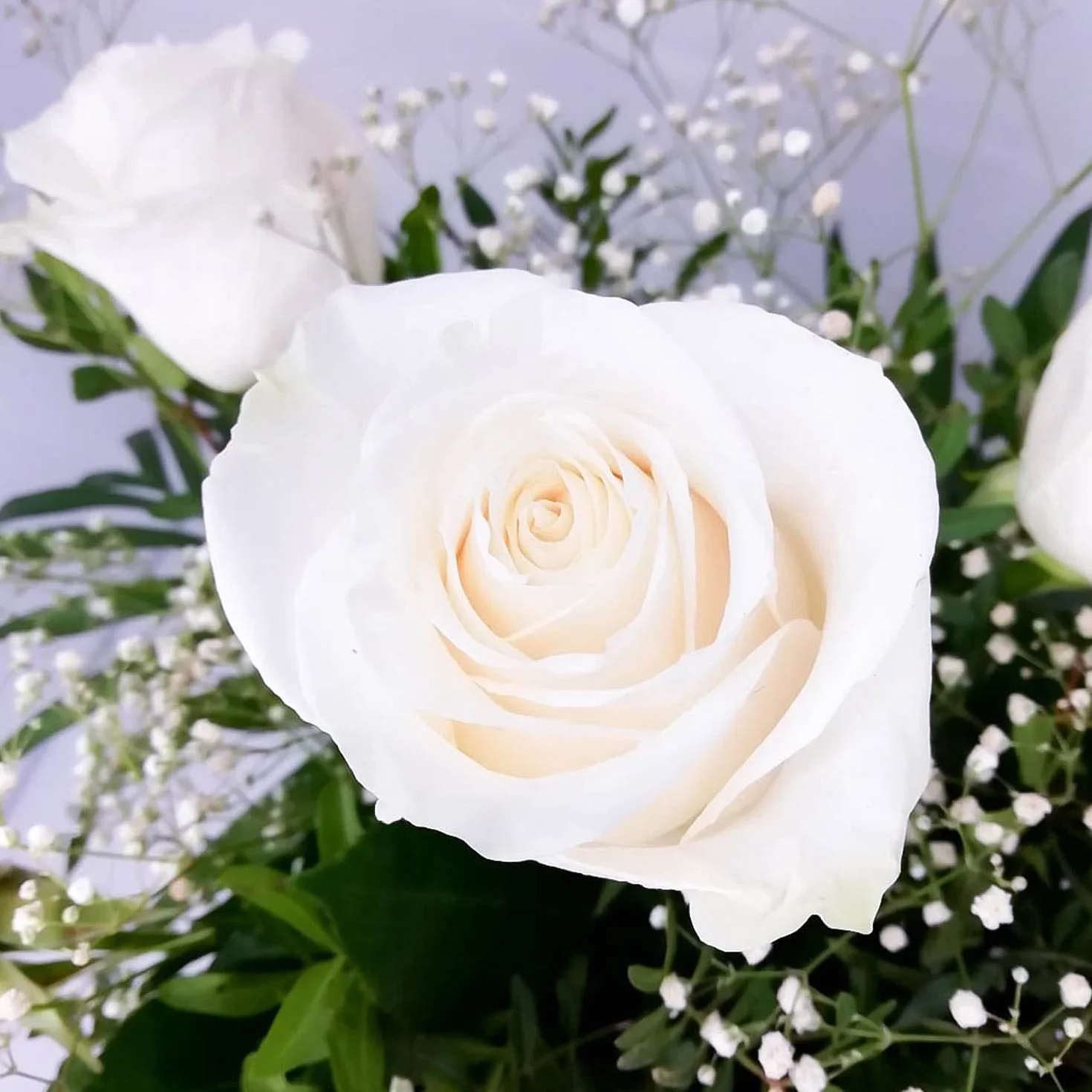 Pureza Ramo de flores naturales a domicilio flores frescas entrega gratis 24 horas