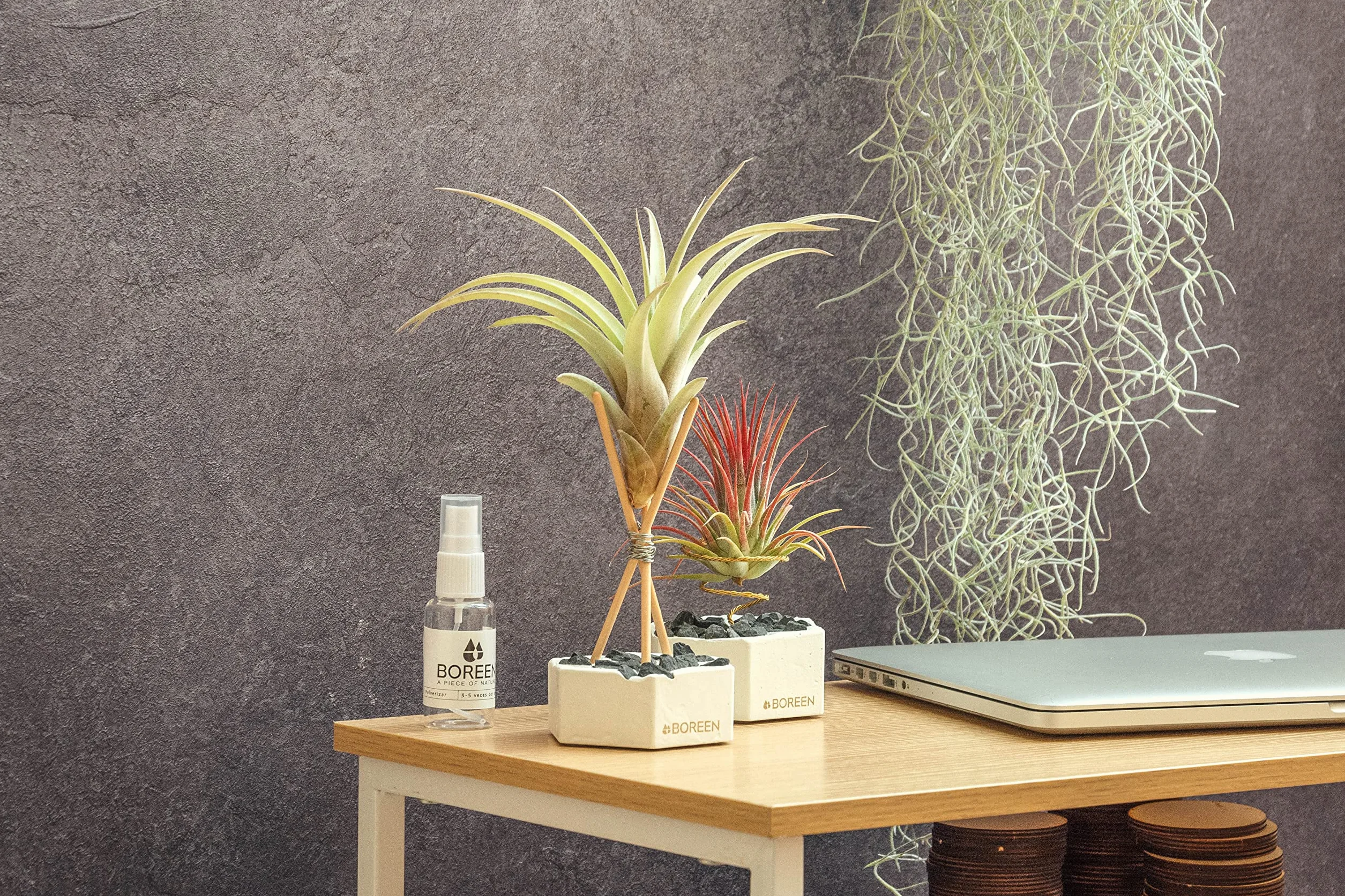 Tillandsia Usneoides Natural - Clavel del Aire - Planta Colgante de Exterior e Interior (50-60 cm)