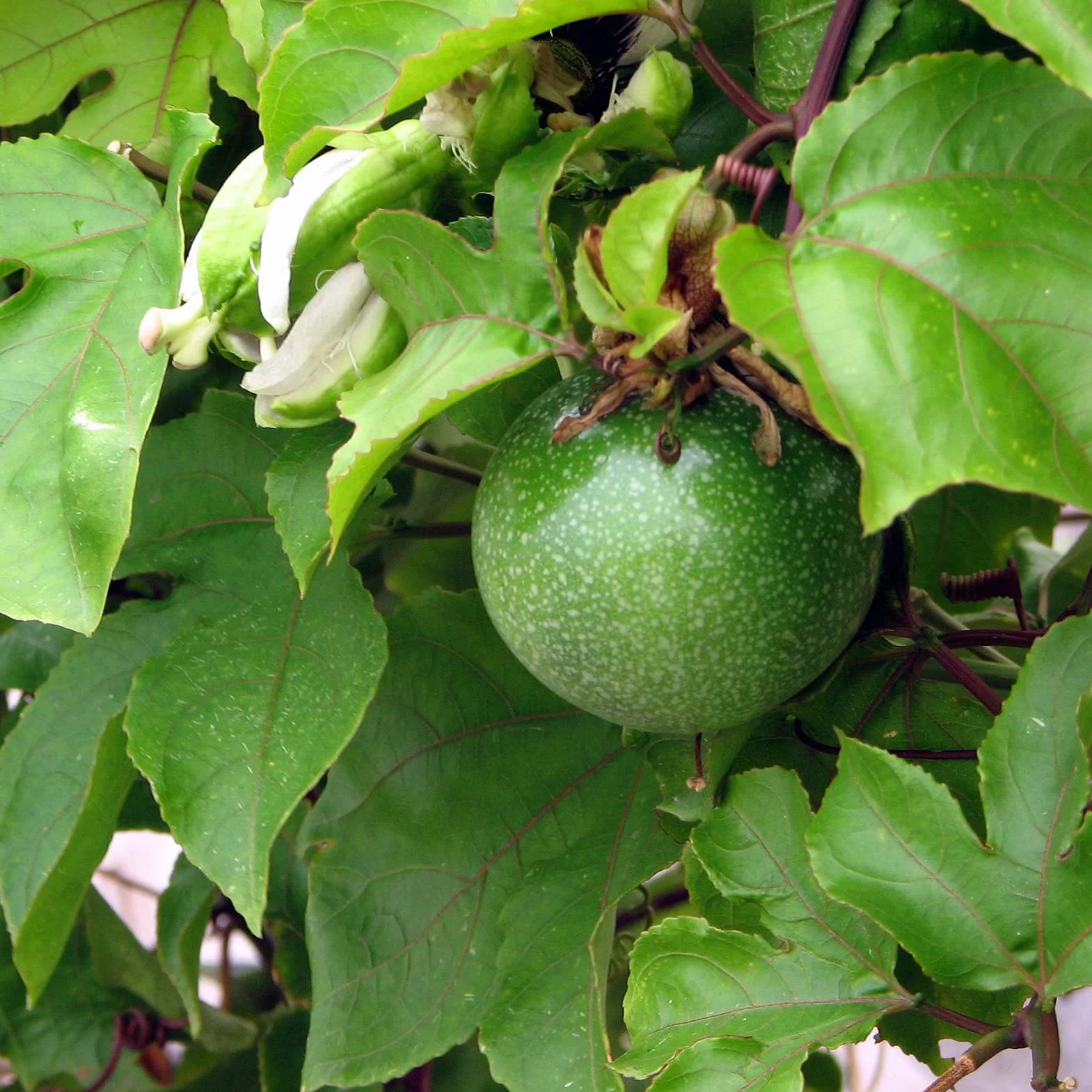 Semillas De Maracuyá 100Pcs Passiflora Caerulea Para Plantar