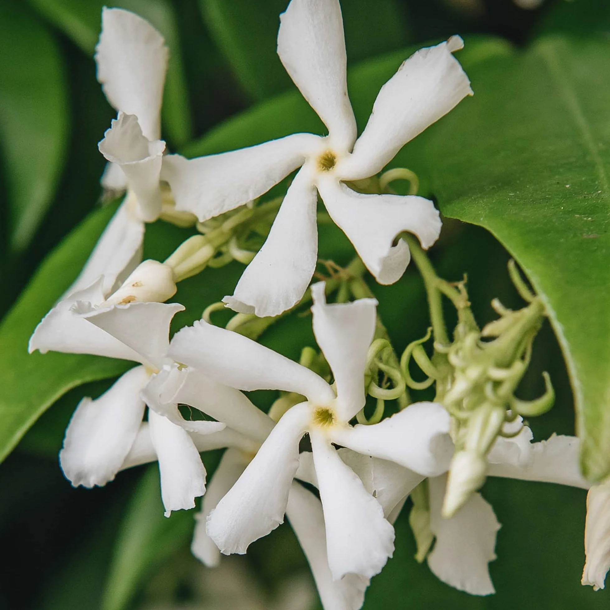 Trachelospermum Jasminoides Planta Trepadora Exterior Jazmín Estrella 9cm