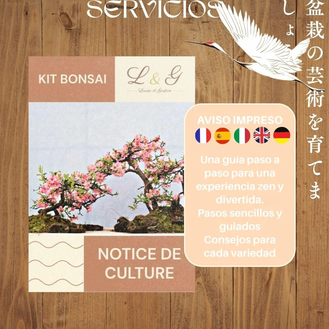 Kit Bonsái Completo para Cultivar 6 Semillas Naturales Jardinería Interior