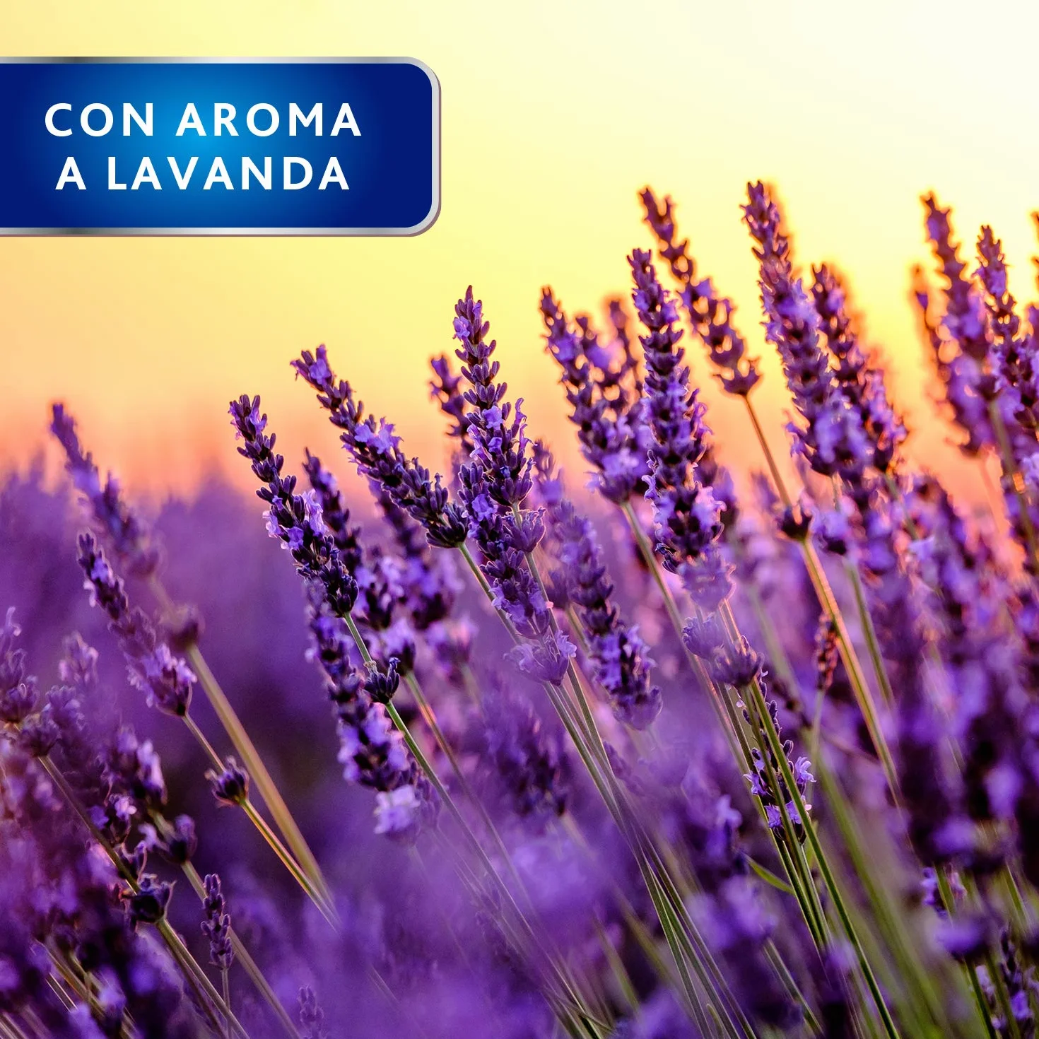 Control Polillas Cubos Lavanda, 20 Unidades