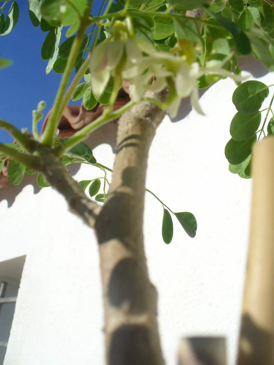Moringa oleifera Árbol de rábano de mar 1 árbol joven 85-130 cm