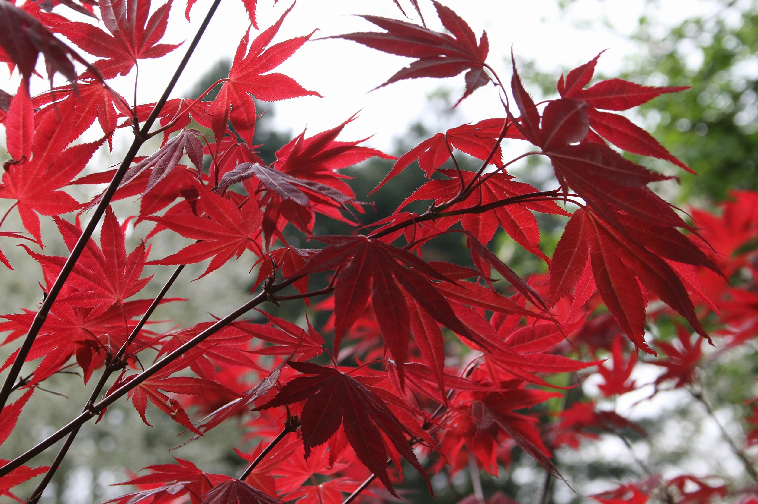 Semillas de Arce Japones Acer Palmatum 10