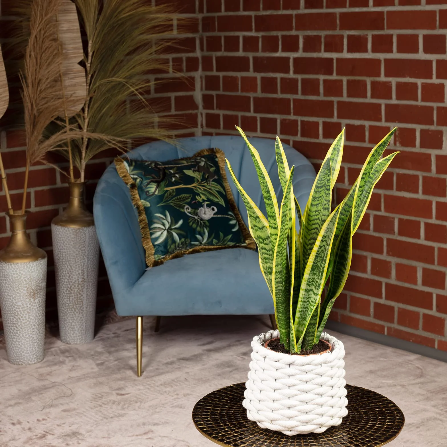 Sansevieria trifasciata Laurentii Espada de San Jorge planta interior 35 cm maceta 12 cm