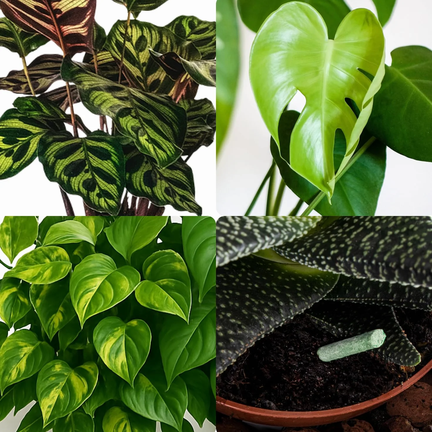 COM-FOUR® Fertilizantes para plantas equilibrado 150x