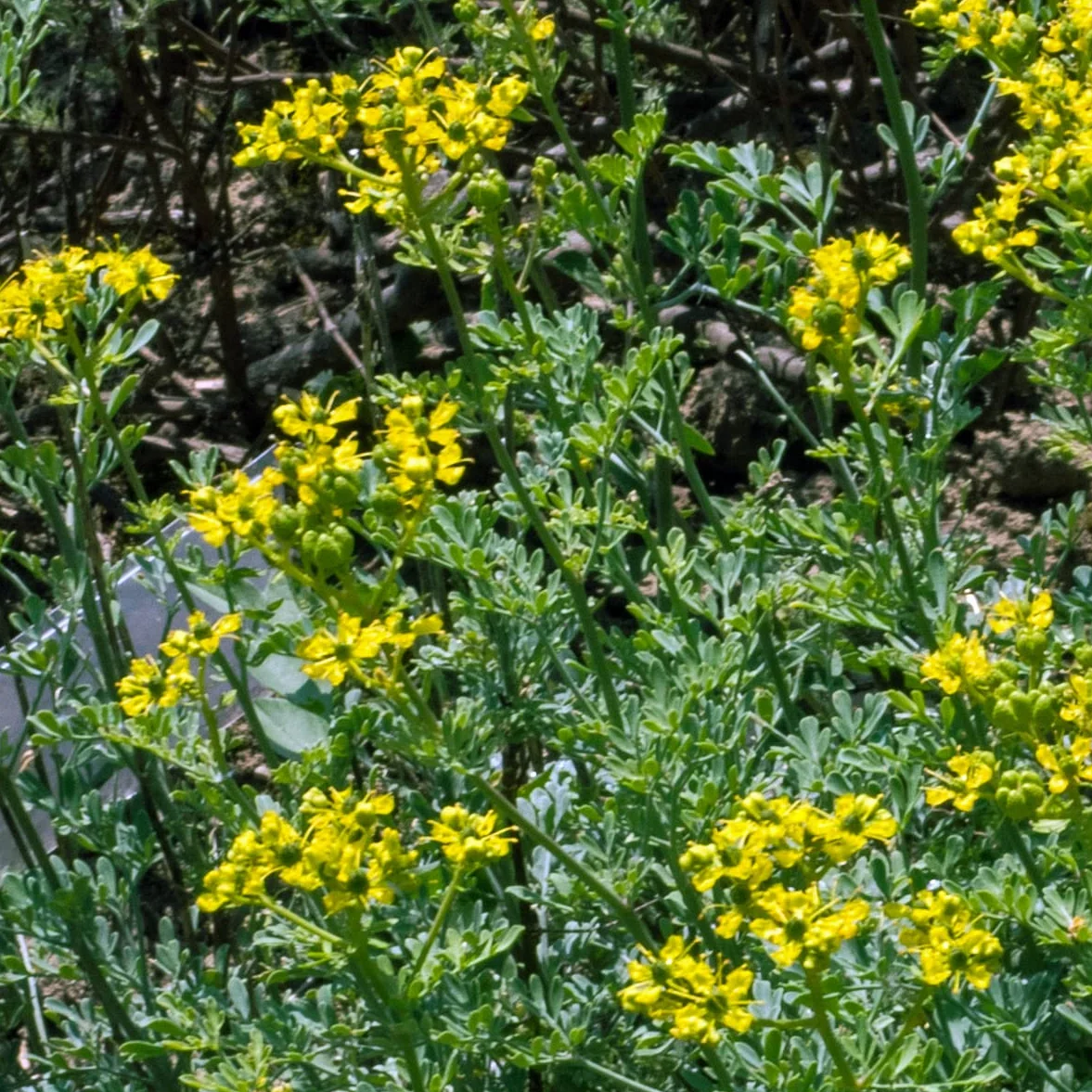 Ruda (Ruta graveolens) - 200 semillas