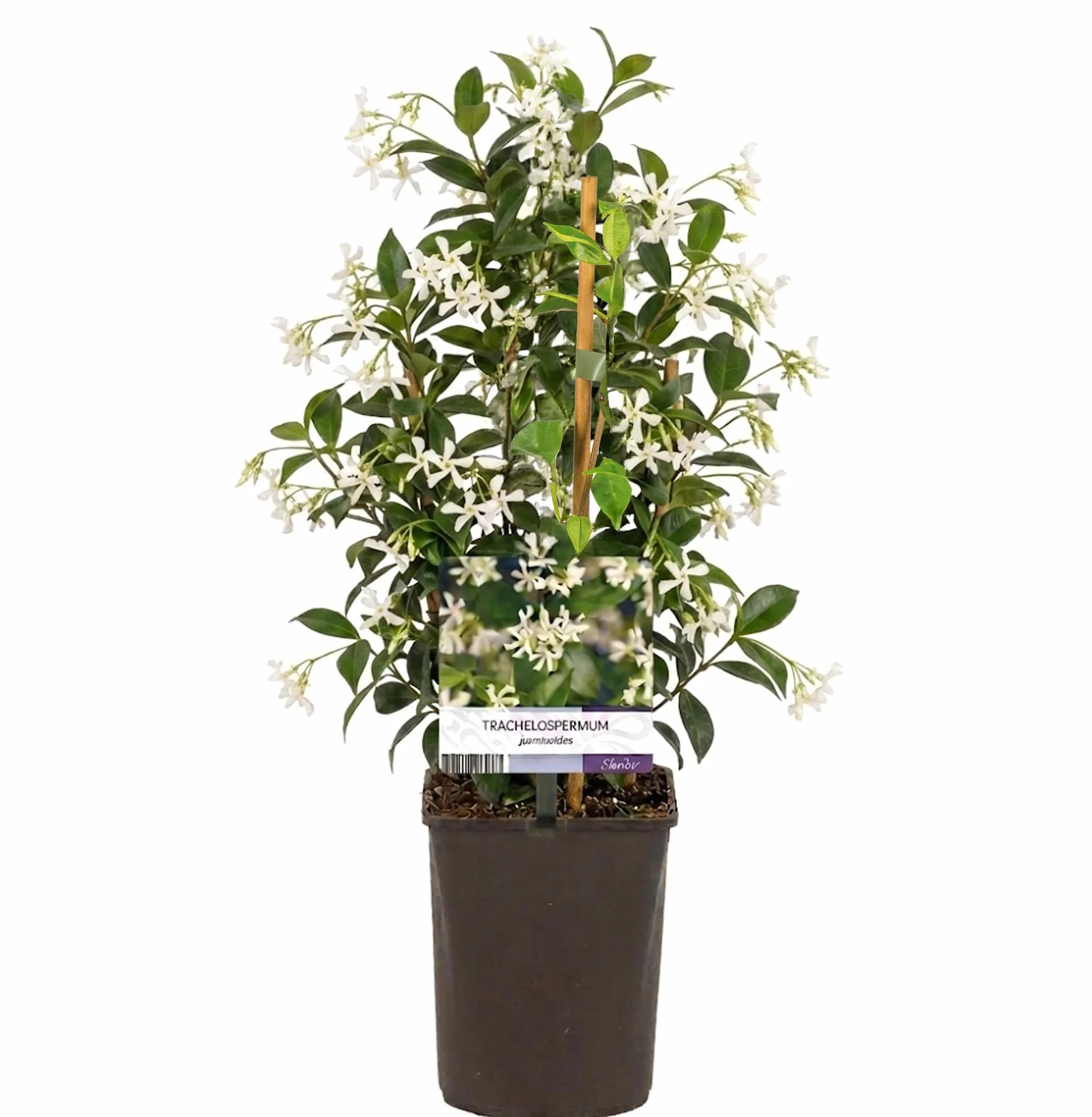 Trachelospermum Jasminoides Planta Trepadora Exterior Jazmín Estrella 9cm