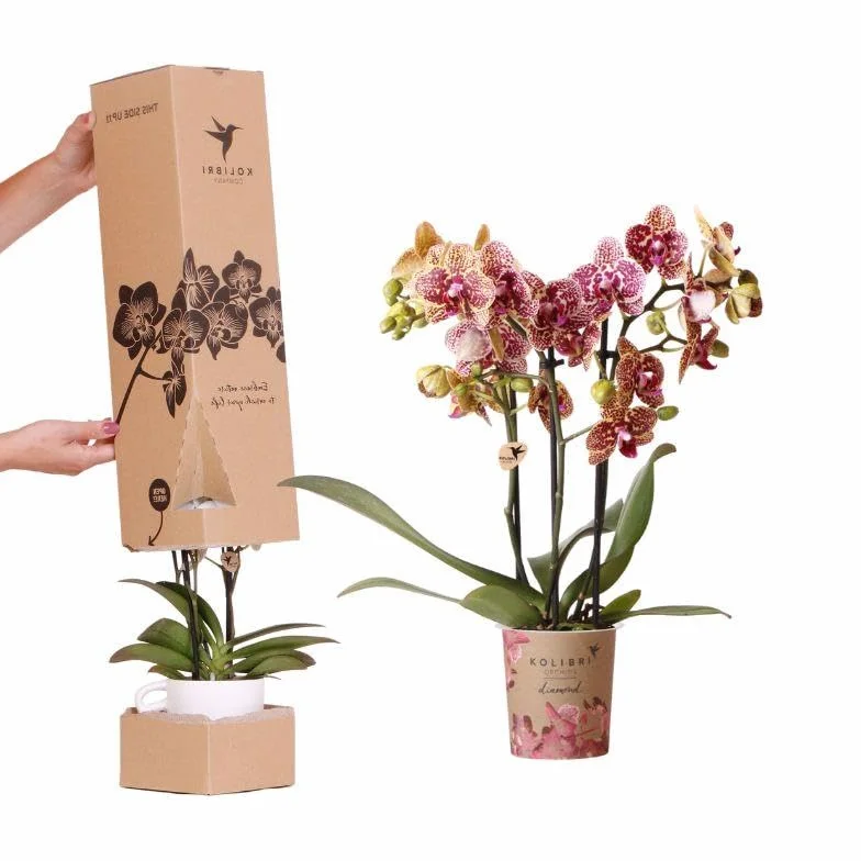 Surprise Diamond Orquídea – Orquídea Phalaenopsis Ø 9 cm – Caja sorpresa con patrones y colores únicos – Orquídea premium con 2 – 3 tallos de flores