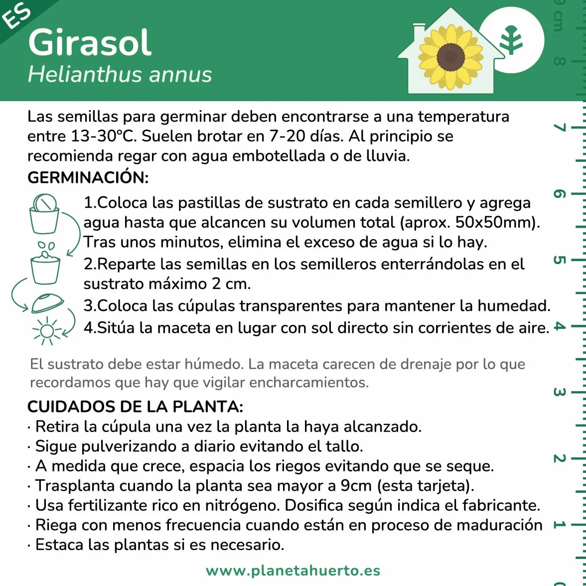 Planeta HUERTO Kit de Autocultivo Girasol – Cultiva Girasoles en Casa
