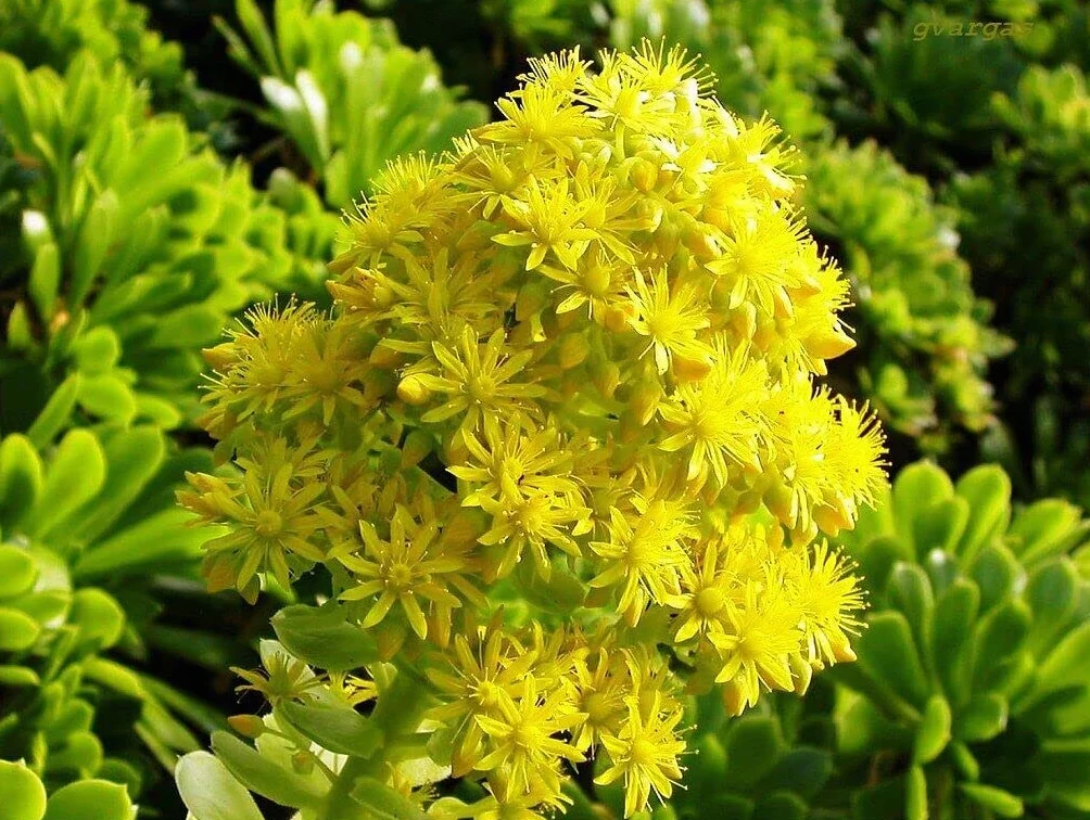 Aeonium arboreum seeds tree aeonium houseleek Irish rose succulent
